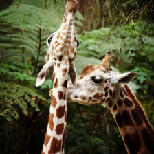 Kiss My Neck Beib by NITA KURNIA PURADIREDJA